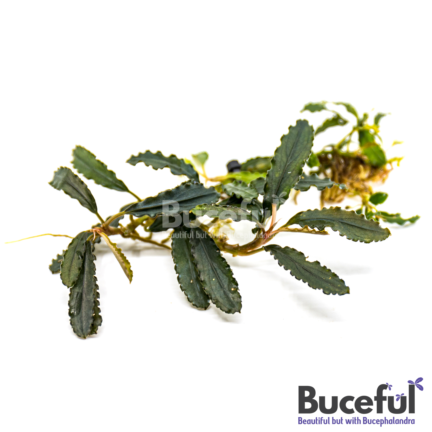 Brownie Upper Ghost Bucephalandra Brownie Upper Ghost