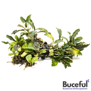 Bucephalandra Chainsaw