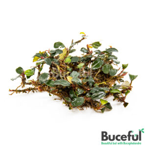 Bucephalandra Solid Blue Melawi