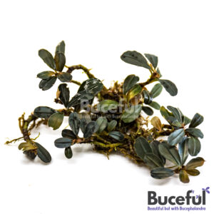 Bucephalandra Black Mist