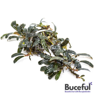 Bucephalandra Black Mist