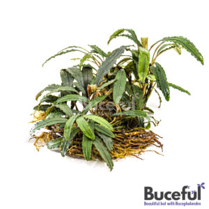 Bucephalandra Crocodile Land