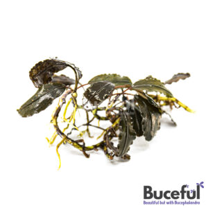 Bucephalandra Dark Brown