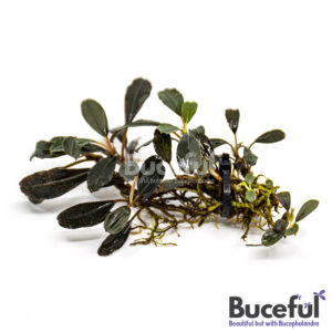 Bucephalandra Elegant Blue