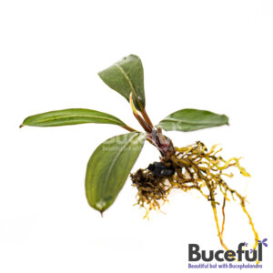 Bucephalandra Paris