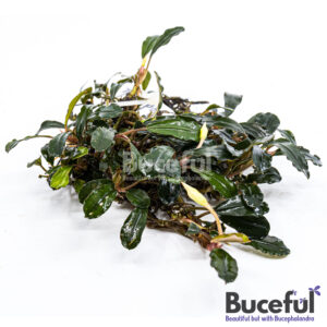 Bucephalandra Red Blade