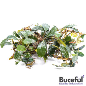 Bucephalandra Red Cerberus