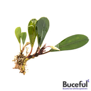 Bucephalandra Sanggau Lancip