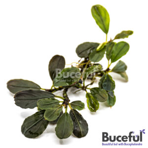 Bucephalandra Flamingo