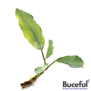 Bucephalandra Metallic Grey