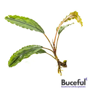 Bucephalandra Noyan Sanggau
