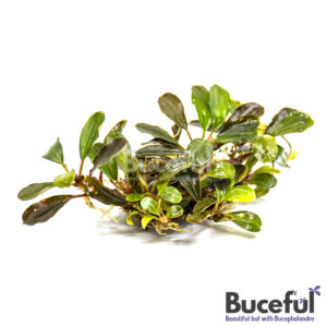 Bucephalandra Venus