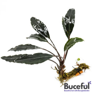 Bucephalandra Afika